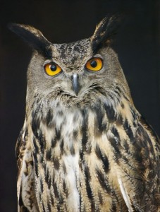 Obrázok